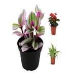 Gardenbox Videolu Pembe Telgraf-Milli Dikenler Tacı-Kurdele Çiçeği 3ADET Saksılı 10-20Cm Mini Salon Bitki Seti