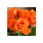 Gardenbox Videolu Turuncu Yediveren Kokulu Gül Fidanı 1 Adet (10-15 CM) Saksılı Aşılı Gül Orange Rose