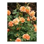 Gardenbox Videolu Turuncu Yediveren Kokulu Gül Fidanı 1 Adet Saksılı Bahçe Bitkisi 10-15 Cm (orange Rose)