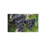 Gardenbox Videolu Üzüm Asması Fidanı 40-65 cm Tüplü Alphonse Lavellee