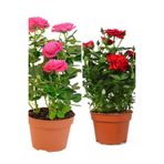 Gardenbox Videolu Yediveren 1 Adet Kırmızı Gül 1 Adet Pembe Gül Fidanı 35-60 Cm Saksılı/tüplü