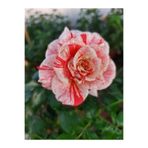 Gardenbox Videolu Yediveren Sihirbaz Türkiyem Fidanı (50-90 Cm ) Saksılı/ Tüplü Kokulu Aşılı Gül Magician Rose