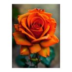 Gardenbox Videolu Yediveren Turuncu Gül (25 35 CM) Saksıda Aşılı Gül Orange Rose
