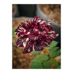 Gardenbox Wizard Rose Rengarenk Kokulu Bahçe Güzeli, 30-60 cm, 1 Adet Saksılı Aşılı Gül
