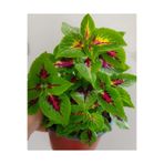 Gardenbox Yaprak Güzeli, 25-40 cm, Özel Renk, Ev Çiçeği
