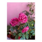 Gardenbox Yediveren Eflatun Gül Fidanı, 10-15 cm, Saksılı Aşılı Gül, Lilac Rose