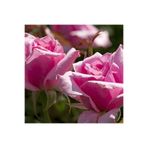 Gardenbox Yediveren Gül Fidanı, 10-15 cm, Saksılı, Pembe, Aşılı