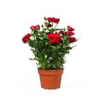 Gardenbox Yediveren Kokulu Kırmızı Gül Fidesi, 1 Adet, Saksılı, 10-15 cm, Bahçe Bitkisi