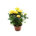 Gardenbox Yediveren Kokulu Sarı Gül Fidanı, 5 Adet, Saksılı, 30-65 cm