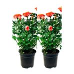 Gardenbox Yediveren Somon Rengi Gül Fidanı, 2 Adet, Saksılı, 30-55 cm, Bahçe Bitkisi
