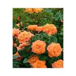 Gardenbox Yediveren Yavruağzı Katmerli Sarmaşık Gül Fidanı, Saksılı, 40-80cm, Çok Renkli