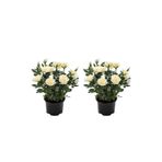 Gardenbox Yediveren Yoğun Kokulu Beyaz Gül, 2 Adet, 35-65 cm, Saksılı Bahçe Bitkisi