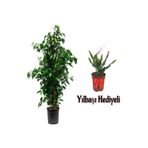 Gardenbox Yeşil Benjamin Bitkisi, 80-100 cm, Saksılı, Yılbaşı Çiçeği Hediyeli, İç Mekan Ev Bitkisi
