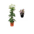 Gardenbox Yeşil Şeflera Bitkisi, 80-100 cm, Saksılı, Telgraf Çiçeği Hediyeli, İç Mekan Ev Bitkisi