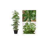 Gardenbox Yeşil Şeflera Tek Dallı Salon Bitkisi, Saksılı, 60-80 cm, İç Mekan Bitkisi