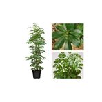 Gardenbox Yeşil Şeflera Tek Dallı Salon Bitkisi, Schefflera, 70-80 cm, İç Mekan Bitkisi