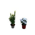 Gardenbox Yeşil Taflan Çit Bitkisi + Beyaz Bodrum Papatyası 2'li Set, 30-60cm ve 15-30cm
