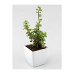 Gardenbox Yeşim (Para) Çiçeği, 20-40 cm, Beyaz Saksı