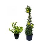 Gardenbox Yoğun Kokulu Ful Yasemin Fidanı + Sarı Yasemin Fidanı 2'li Kokulu Bahçe Peyzaj Seti