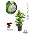 Gardenbox Yoğun Kokulu Katmerli Ful Yasemin Çiçeği 1 ADET Saksılı 40-60Cm(Jasminum Sambac)