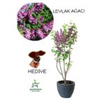 Gardenbox Yoğun Kokulu Leylak Çiçeği Fidanı, 40-60 cm, Saksılı, Yaprak Güzeli Bitkisi ile Birlikte