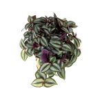 Gardenbox Zebra Alacalı Telgraf Çiçeği, Tradescantia Zebrina, 1 Adet Saksılı, 30-40cm