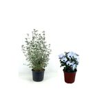 Gardenbox Zeytin Çalısı + Bodrum Papatyası 2'li Bahçe Peyzaj Seti, Dış Mekan Bitkisi