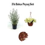 Gardenbox Zeytin Çalısı Çiçeği, Sarı Petunya Çiçeği, Dekoratif Taş 2lt Peyzaj Seti