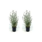 Gardenbox Zeytin Çalısı Fidanı, 2 Adet, 40-60 cm, Saksılı, Olive Bush
