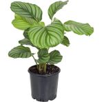 gardenkoala Calathea orbifolia – Desenli Yapraklı Salon Bitkisi – 17 cm Saksı