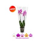 gardenkoala Çift Dal Kısa Boy Orkide – Phalaenopsis – 12 cm Saksı