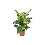 gardenkoala Dieffenbachia ‘Compacta' – Alacalı Difenbahya – 12 cm Saksı