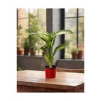 Gardenkoala Difenbahya Tropic Snow – Dieffenbachia Tropic Snow – 12 cm Saksı