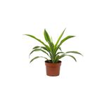 gardenkoala Dracena Lemon Lime – Dracaena fragrans Lemon Lime – 12 cm Saksı