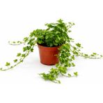 gardenkoala İngiliz Sarmaşığı – Hedera helix – 12 cm Saksı