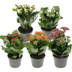 Gardenkoala Kalanşo Çiçeği 4'lü Set – Kalanchoe blossfeldiana