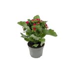 gardenkoala Kırmızı Kalanşo Çiçeği – Kalanchoe blossfeldiana 10.5 cm Saksı
