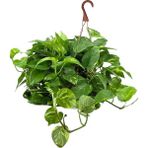 gardenkoala Salon Sarmaşığı – Epipremnum aureum Askılı Saksı