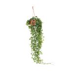gardenkoala Sarmaşık Askılı – Hedera helix – 15 cm Saksı