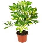 gardenkoala Şeflera Bitkisi – Schefflera arboricola – 12 cm Saksı
