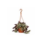 Gardenkoala Zebrina Telgraf Çiçeği – Tradescantia Zebrina – 15 cm Askılı Saksı