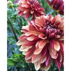 Gardenya 1 Adet Ebruli Yıldız (Dahlia) Çiçek Soğanı
