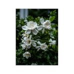 Gardenya Çiçeği 30 50 Cm 1 Adet Saksılı/ Tüplü Çiçekli Bahçe Bitkisi Balkon Gardenia