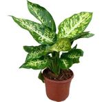 Gardenya Çiçekçilik Difenbahya Bitkisi-Dieffenbachia Camilla 30-40 Cm