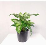 Gardenya Çiçekçilik Difenbahya Camilla ( 25-35 cm)