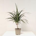 Gardenya Çiçekçilik Marginata Dracaena Tek Gövde Ev,Salon Ofis Bitkisi ( 35-45 cm)