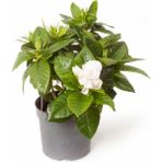 Gardenya Jasminoides Kokulu Gardenya Ev ve Ofis Bitkisi 30 cm 1.kalite