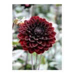 Gardenya Tohumculuk 1 Adet Bordo Renk Dekoratif Yıldız (Dahlia) Çiçek Soğanı