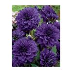 Gardenya Tohumculuk 1 Adet Lacivert Kaktüs Yıldız (Dahlia) Çiçek Soğanı