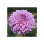 Gardenya Tohumculuk 1 Adet Lila Renk Yıldız (dahlia) Çiçek Soğanı